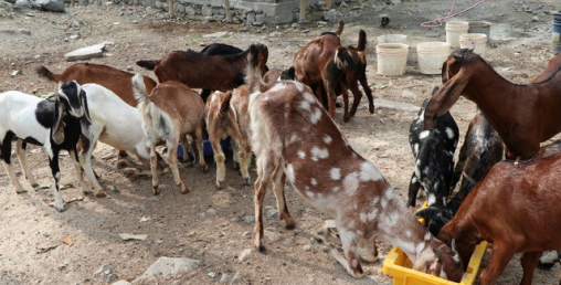 विदेशबाट घर फर्किएर बाख्रापालन